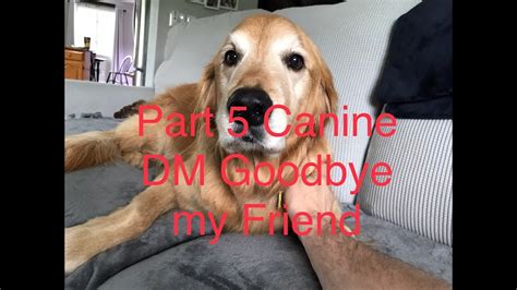 Part 5 Canine Degenerative Myelopathy Goodbye My Friend Youtube