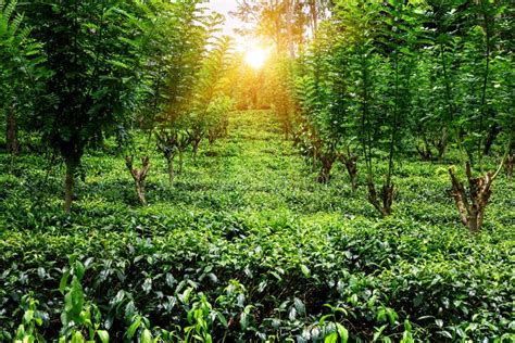 Lush ceylon tea plantation stock photo. Image of malaysia - 129646814