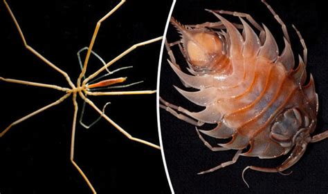 Antarctica Expedition To Uncover Bizarre Sea Creatures Under Huge