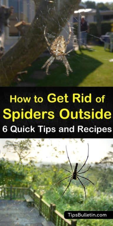 6 Brilliant Ways To Get Rid Of Spiders Outside Get Rid Of Spiders Spiders Repellent Spiders