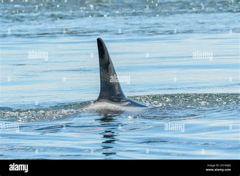 Dorsal Fin Of A Transient Orca Or Bigg S Killer Whales Orcinus Orca