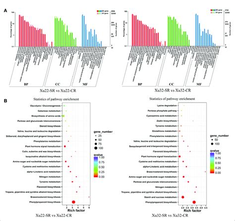 Go Classifications And Kegg Pathways Of The Degs In The Fibrous Roots