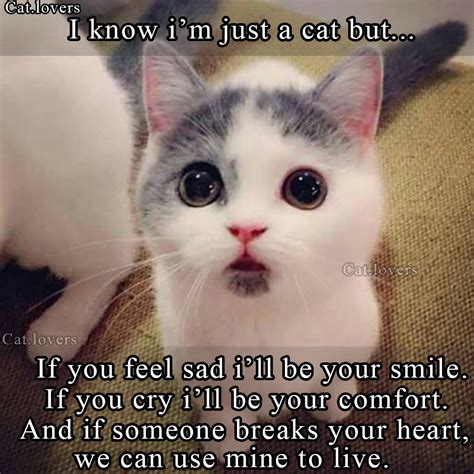 Do Cats Feel When You Are Sad At Esther Cunningham Blog