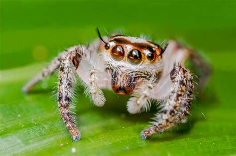 Photo of Cute Jumping Spider at the Tropical Island Stock Image - Image ...