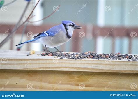 Blue Jay eating seeds stock photo. Image of cristata - 40790386