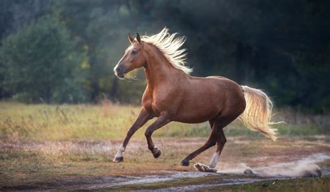 Palomino Horse - Breeds, Colors, and Genetics - Helpful Horse Hints