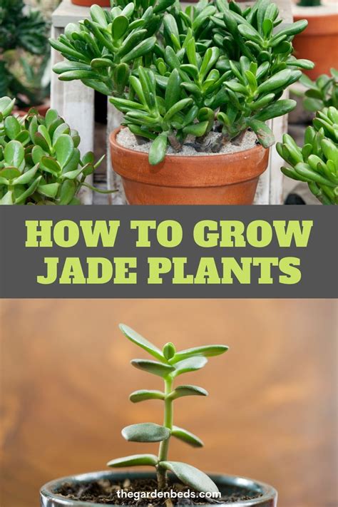 How To Grow Jade Plants Garden Beds