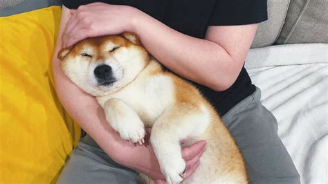 Oka The Shiba Inu 柴犬oka 狗狗害怕放煙花，嚇得躲在主人懷裏撒嬌 I Beauty Media