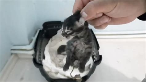 Save Me Newborn Kitten Was Abandoned Stray Cat Was Literally Dying