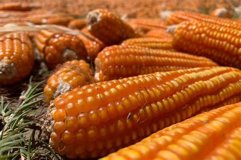 Hybrid Yellow Corn Inirekomendang Itanim Sa Dry Season Sa Pangasinan