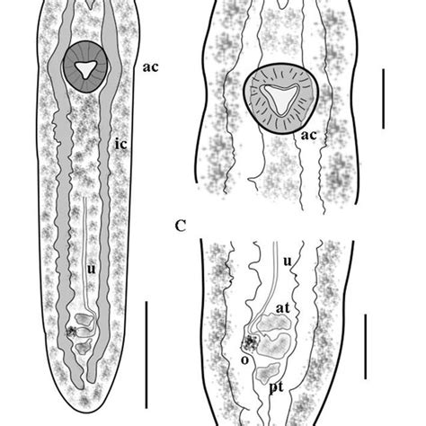 Metacercariae Of Clinostomum Sp A Ventral View Showing The Complete