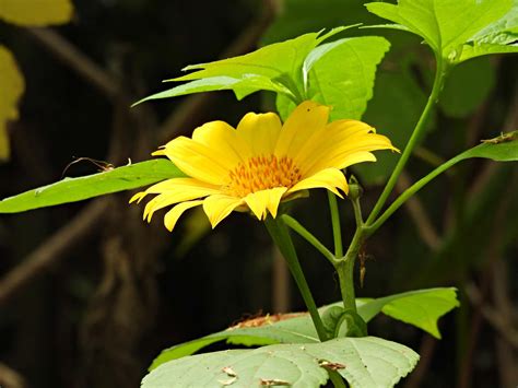 Mexican Sunflower - A-Z Animals