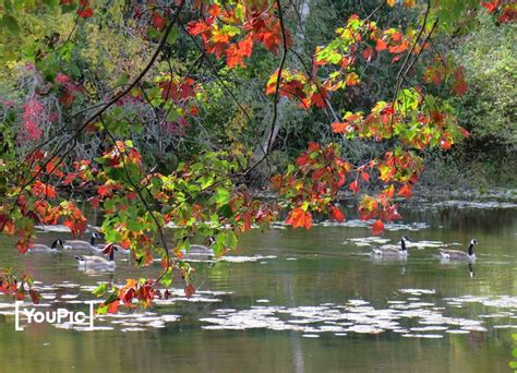 Fall Colours In Caledon, Ontario by Rob Fowlie on YouPic