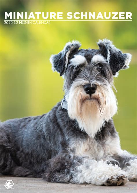 Miniatuur Schnauzer A Kalender Kopen Bestel Eenvoudig En Snel