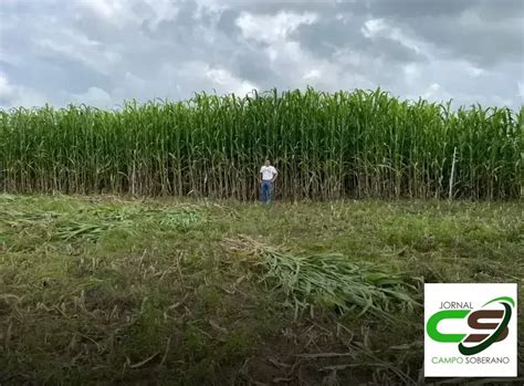 Venda De Sementes De Mega Sorgo Santa Elisa Em Maca Ba Para Silagem De