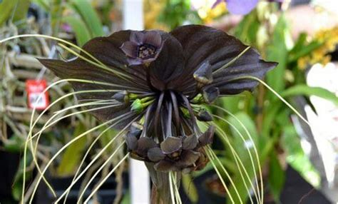 Black Bat Orchid | Amazing flowers, Orchids, Garden sculpture