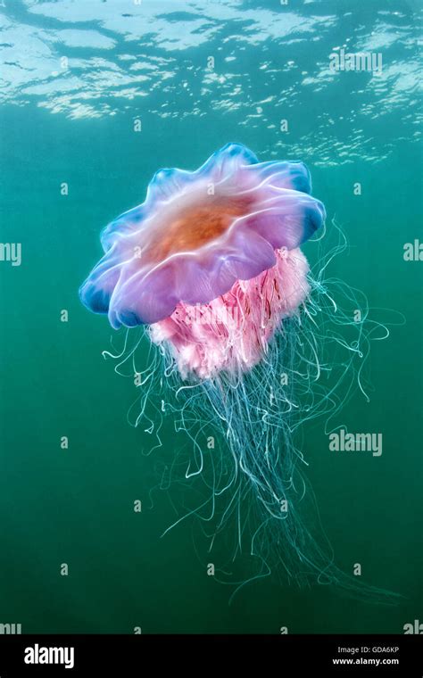 Lions Mane Jellyfish Hi Res Stock Photography And Images Alamy