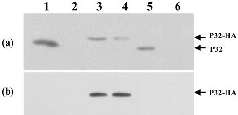 Western Immunoblotting Of Total Proteins From S Citri S Kunkelii