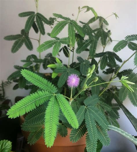 How To Grow Mimosa Pudica Care And Growing Sensitive Plant