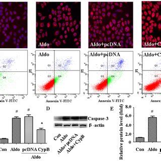 Aldosterone Aldo Induces Mitochondrial Membrane Potential MMP