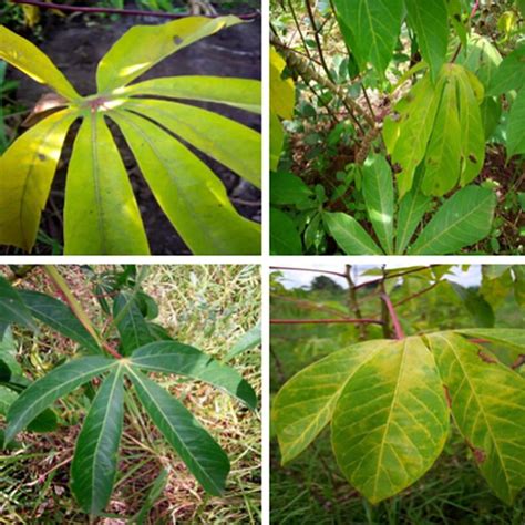 First And Second Row Are Samples Of Cassava Leaf Disease And Healthy