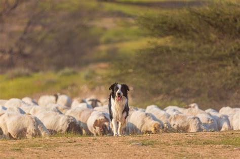 Border Collie Breed Characteristics Care And Photos Bechewy