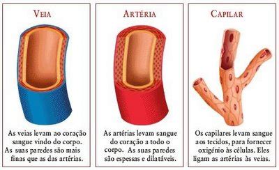 Artérias, veias e vasos capilares - Só Biologia