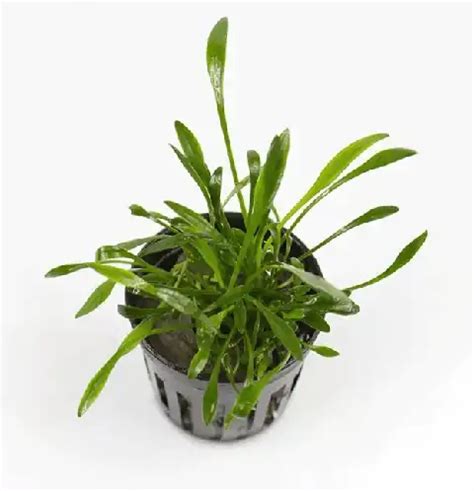 11 Best Plants For Small Aquarium (With Photos) - AquariumStoreDepot