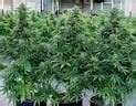 Acheter Graines De Cannabis Hybrides Cosmos F