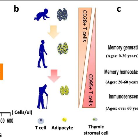 The Number And Percentage Of T Cell Subsets Change With Ageing A C