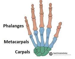 Bones And Articulations Metacarpals And Phalanges Diagram Quizlet