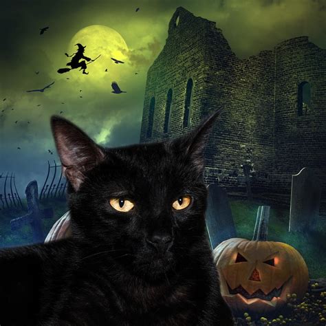 ¿Halloween? Cuidado con las "adopciones" de gatos negros. - Podcast ...