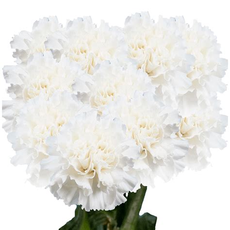 White Carnations Globalrose