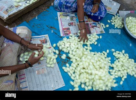 Indian Women Sorting Silkworm Cocoons In A Rural Indian Village Andhra