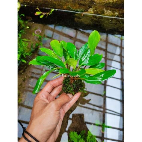 Jual Anubias Sp Media Wabikusa Dilengkapi Moss Tanaman Aquascape