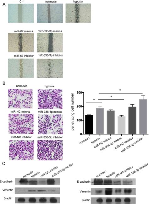 Corrigendum MicroRNA338 Inhibits Migration And Proliferation By