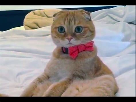 Funny Cats Fails Compilation 2016 Edition – Funny Stories On The Net ...