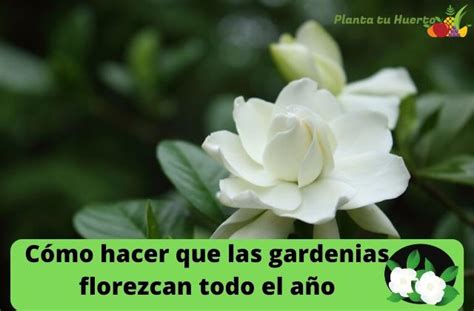 Cómo hacer que las gardenias florezcan todo el año Huertos aprende