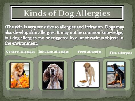 Skin Allergies in Dogs: Types, Causes and Symptoms