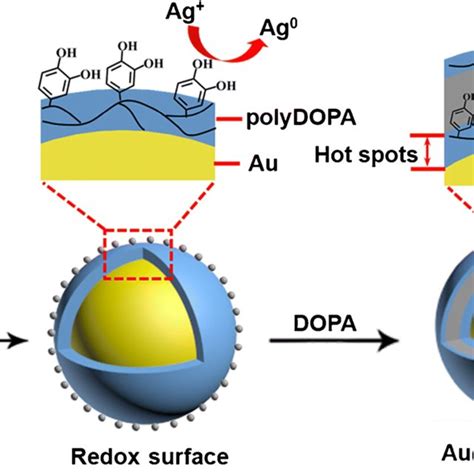 Schematic Representation Of The Synthesis Of Bio Inspired Core Shell