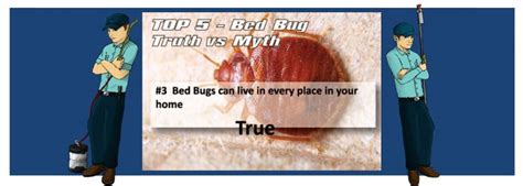 Budget Pest Control Best Exterminator Pittsburgh Pa Best Pest Control