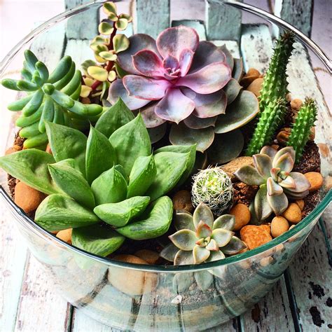 Terrário de Suculentas Como Fazer 80 Modelos para se Inspirar