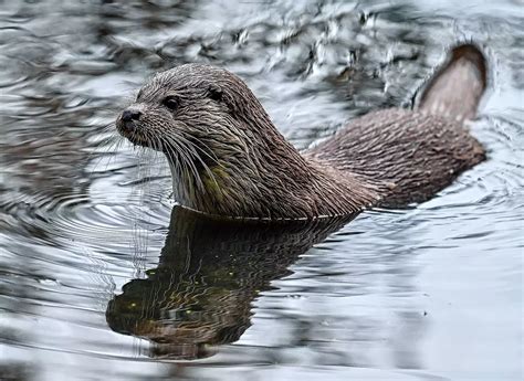 Baar Jahre Nach Seiner Ausrottung Der Fischotter Ist Zur Ck An