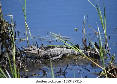 American Alligator Swamp Stock Photo 1353427316 | Shutterstock