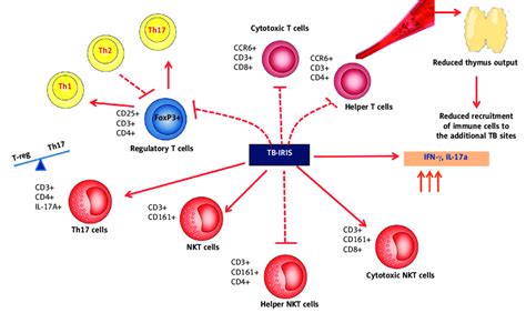 Immune Mechanism During Tuberculosis Immune Reconstitution Inflammatory