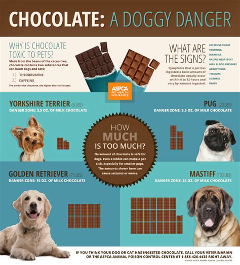 Can Dogs Eat Chocolate? - Can Dogs Eat This