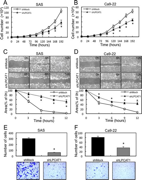 Effect Of Lpcat1 Knockdown On Oscc Derived Cell Lines A B