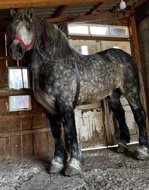 Pin By Litsa Larson On Large Horses In 2024 Big Horses Percheron