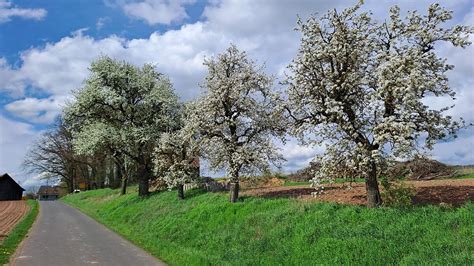 Aufruf Des Bund Naturschutz Ebern Bl Hende Birnb Ume Fotografieren