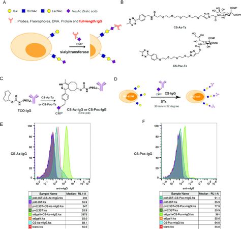 Figure S10 Sialyltransferase Enabled Labeling Of IgG Molecules To